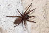La Drassode lapidicole. Une femelle (Araneae - Gnaphosidae - Drassodes lapidosus)